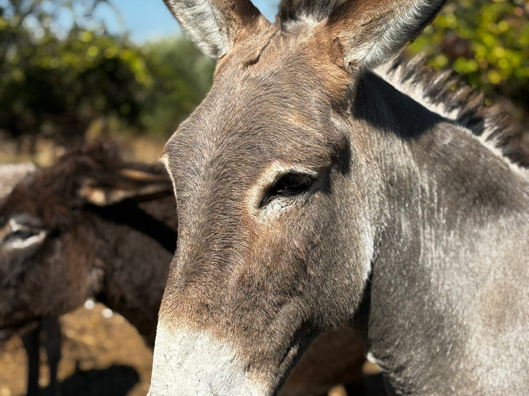 Donkey Cruise-Asklipiio必去景点
