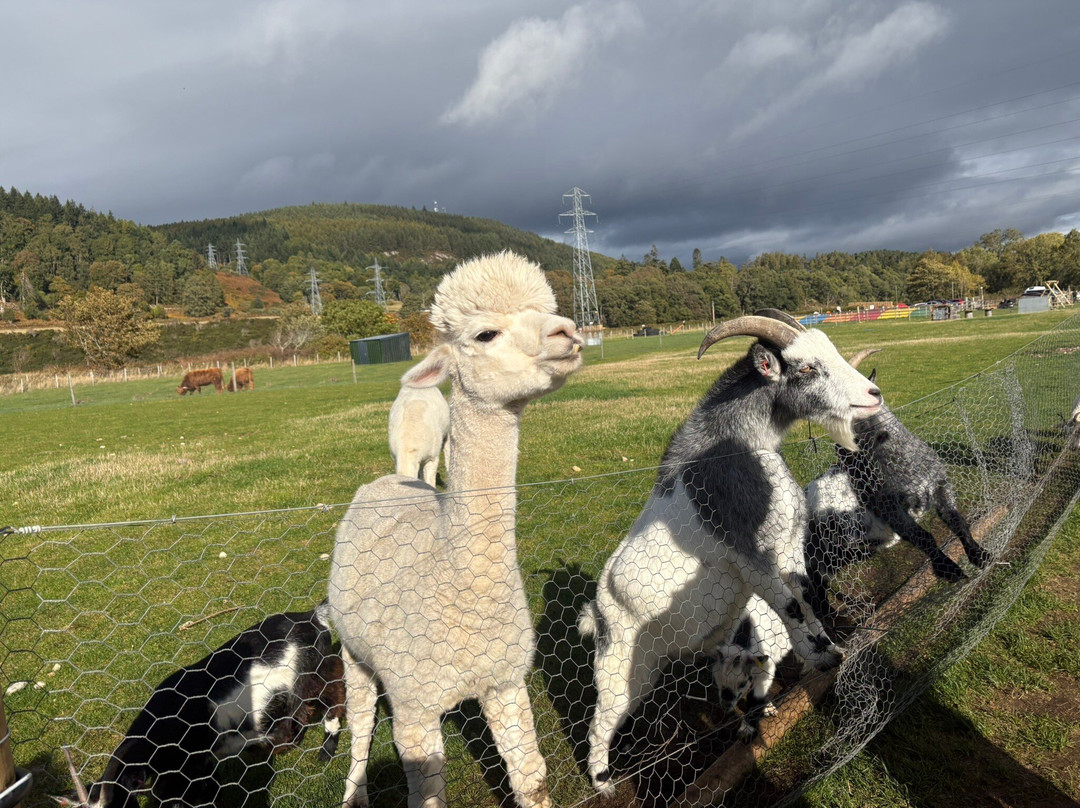 Farm Ness