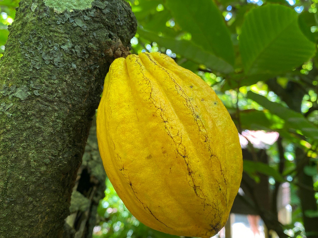 La Maison du Cacao-Pointe-Noire必去景点