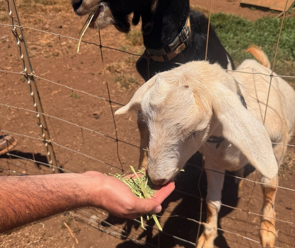 冲浪山羊农场-库拉必去景点