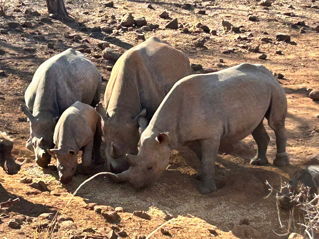 Imire: Rhino & Wildlife Conservation-韦扎必去景点