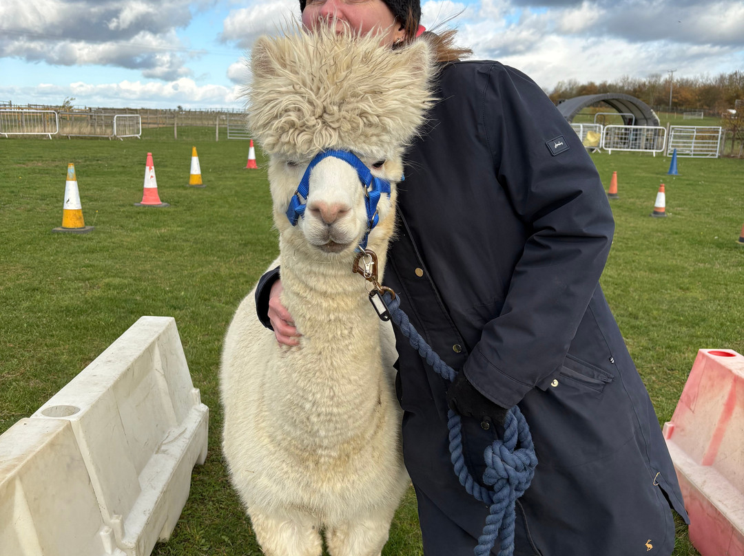 Cotswold Vale Alpacas-伊夫舍姆必去景点