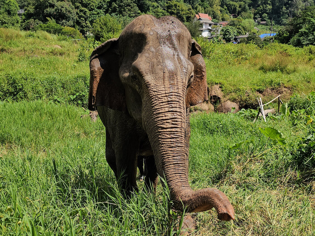 Doi Lom Elephant Rescue Sanctuary-夜登必去景点