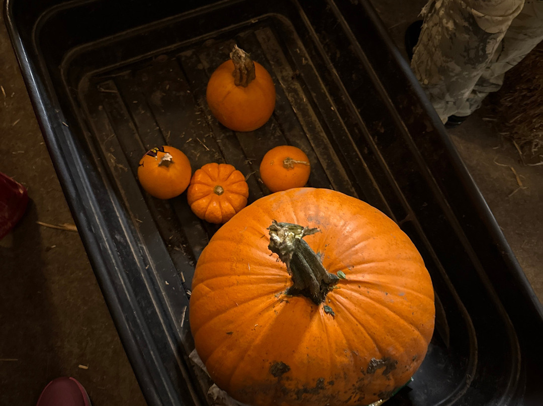 Arata Pumkin Farm-半月湾必去景点