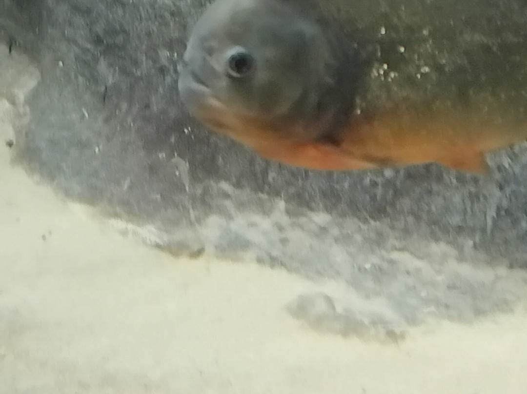 Filey Bird Garden & Animal Park-Filey必去景点