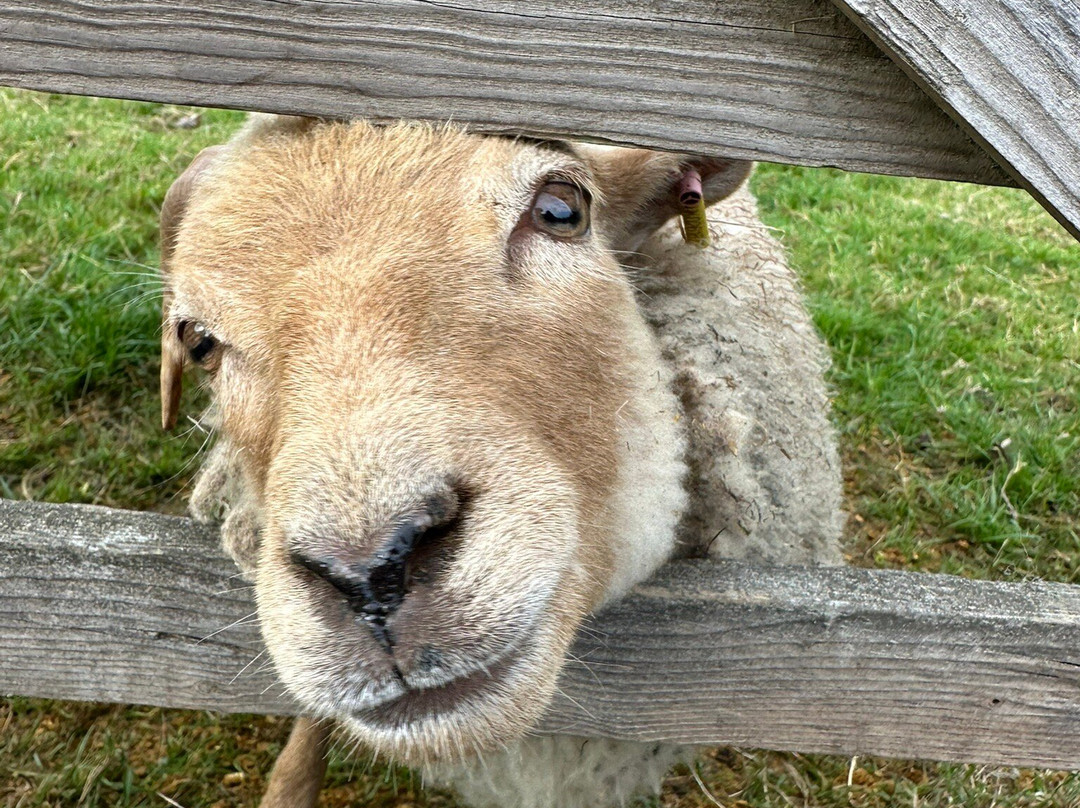 Wellington Country Park-雷丁必去景点