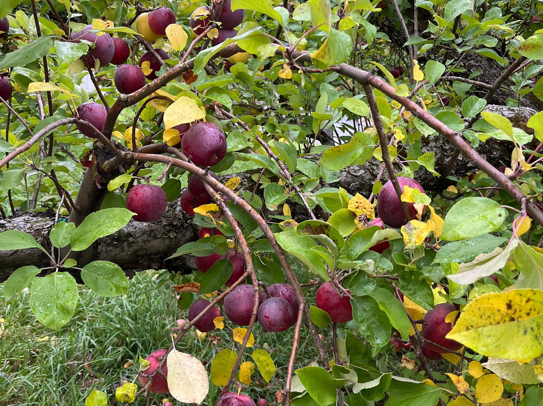 Poverty Lane Orchards & Farnum Hill Cider-莱巴嫩必去景点
