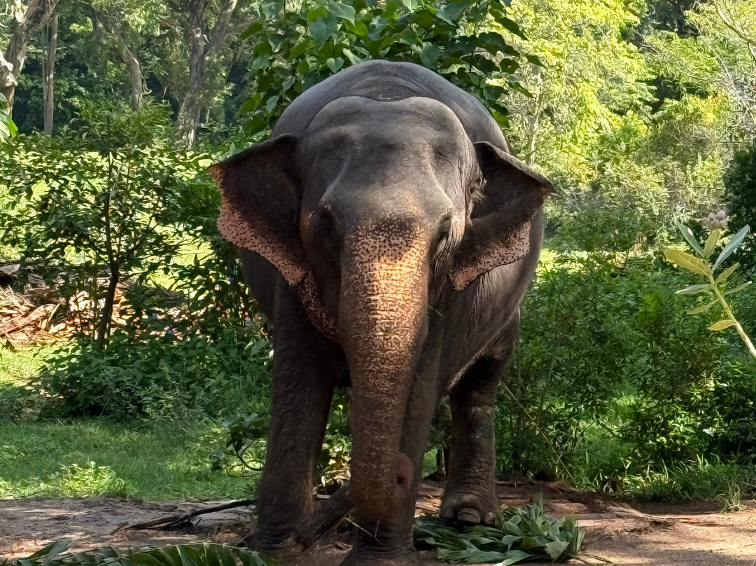 Visit In Lanka-尼甘布必去景点
