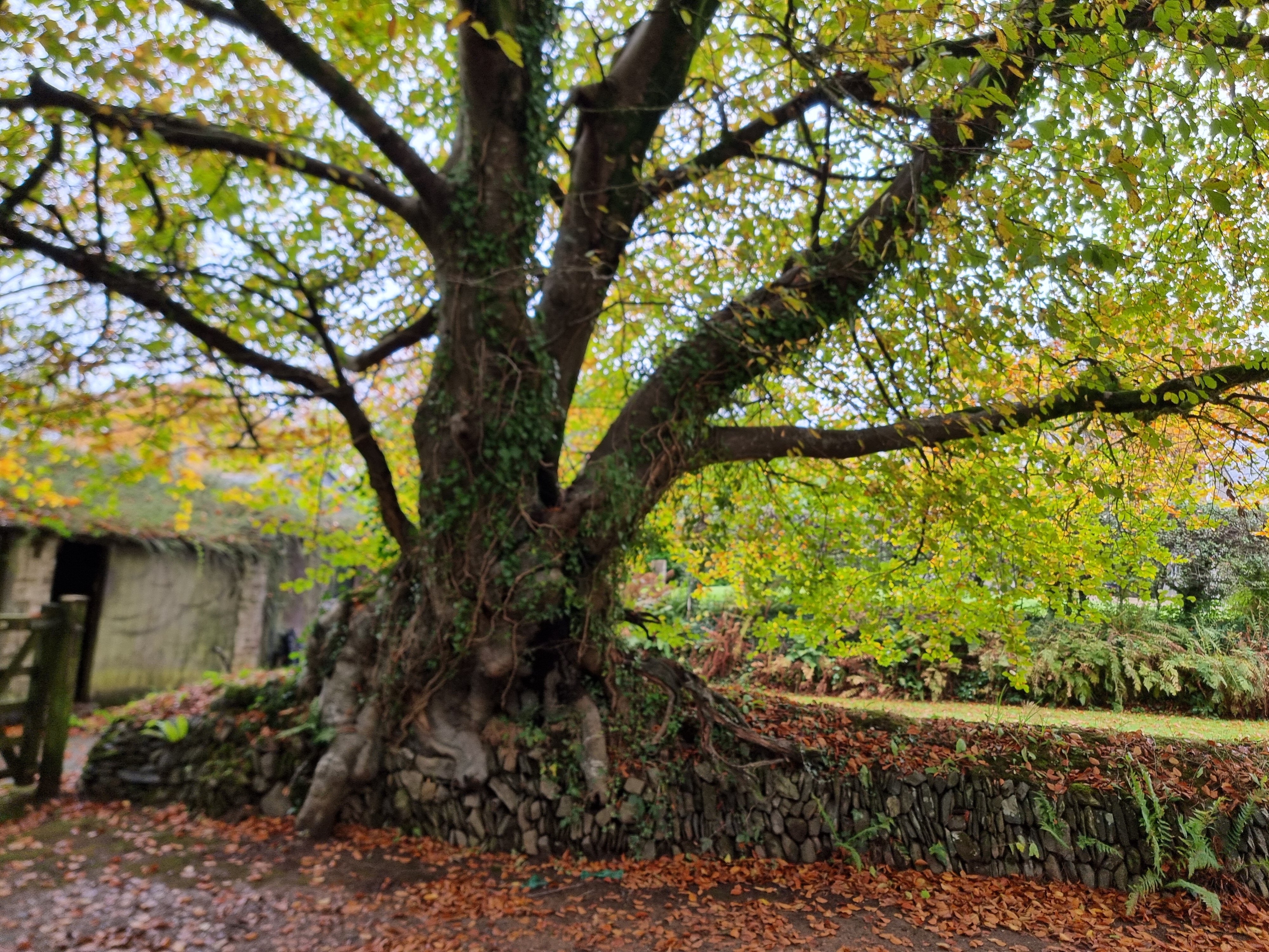 Kentisbury Grange Hotel-官方