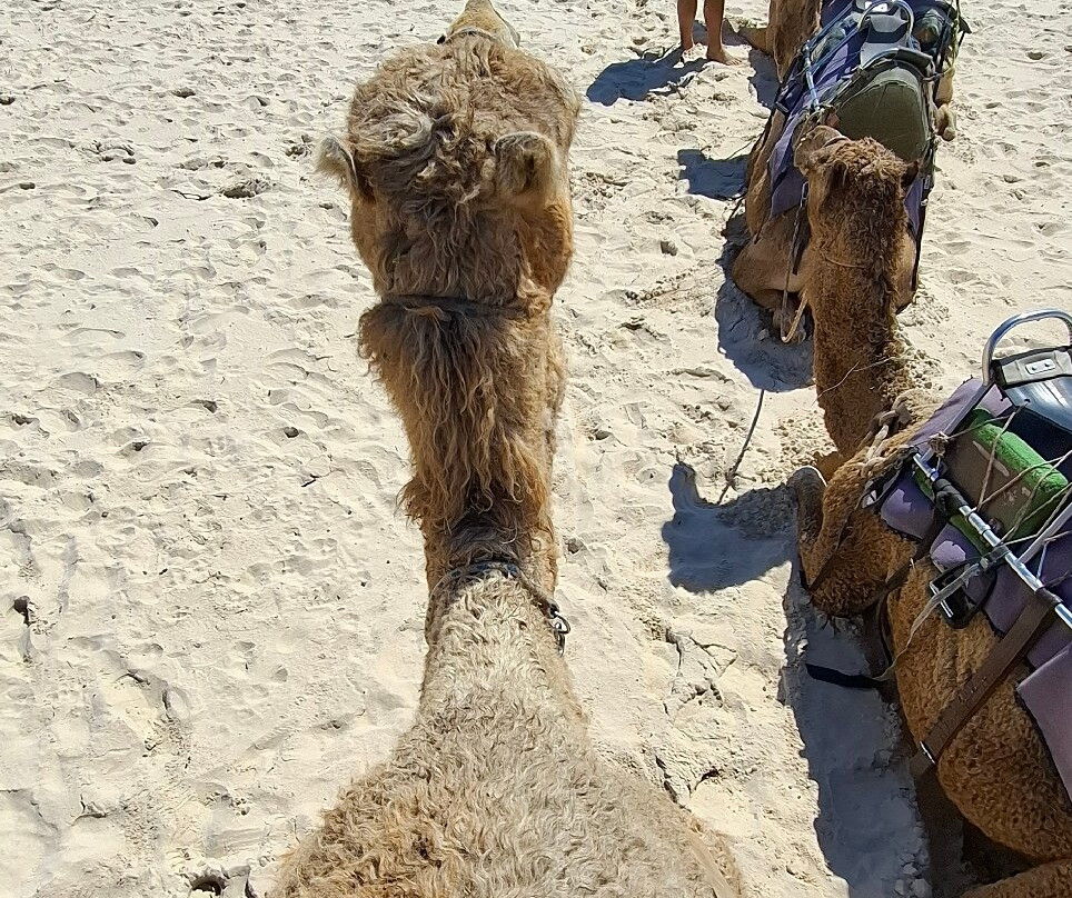 Port Macquarie Camel Safari's-麦克夸利港必去景点