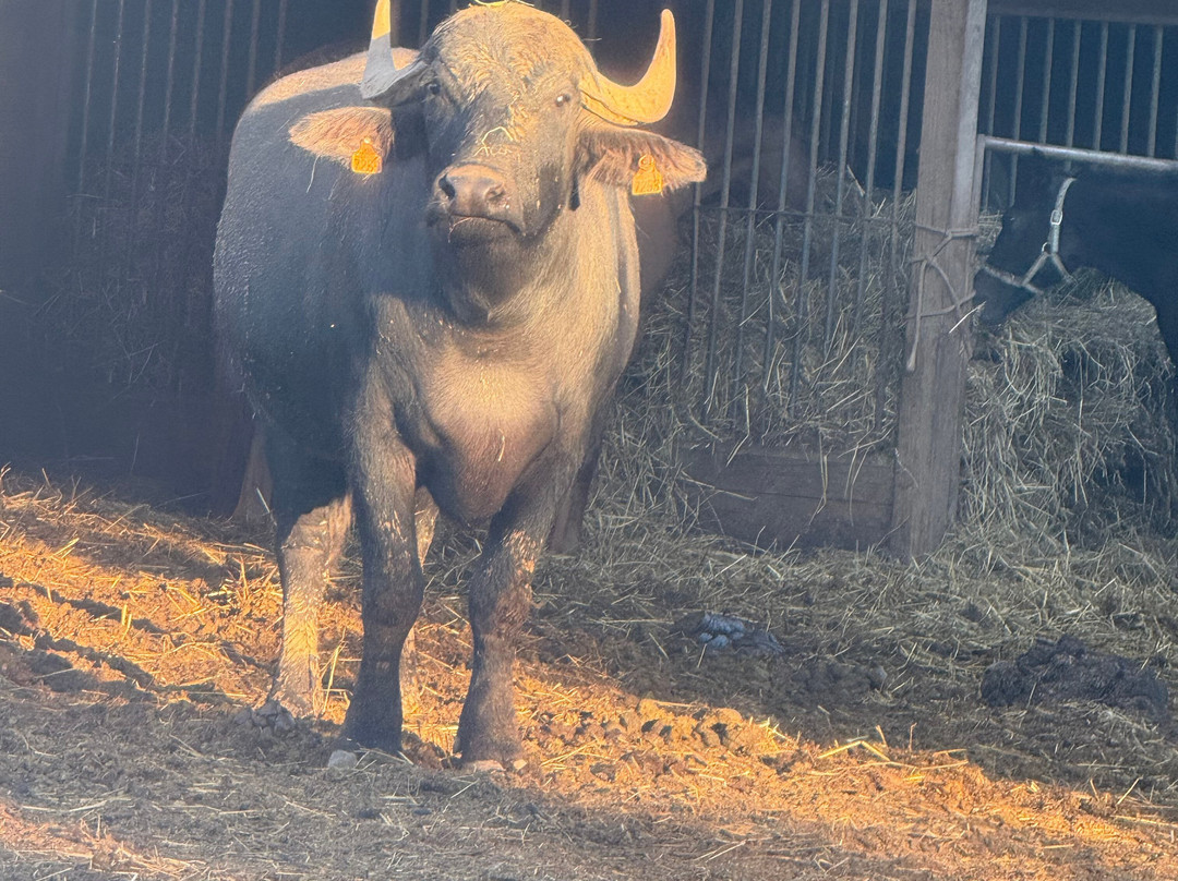 Les Animaux De Fairytale-Cap-d'Agde必去景点