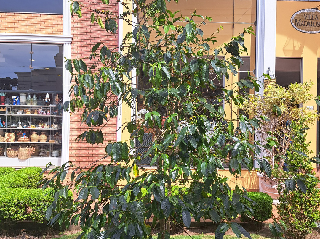 Bairro de Santa Felicidade-库里提巴必去景点