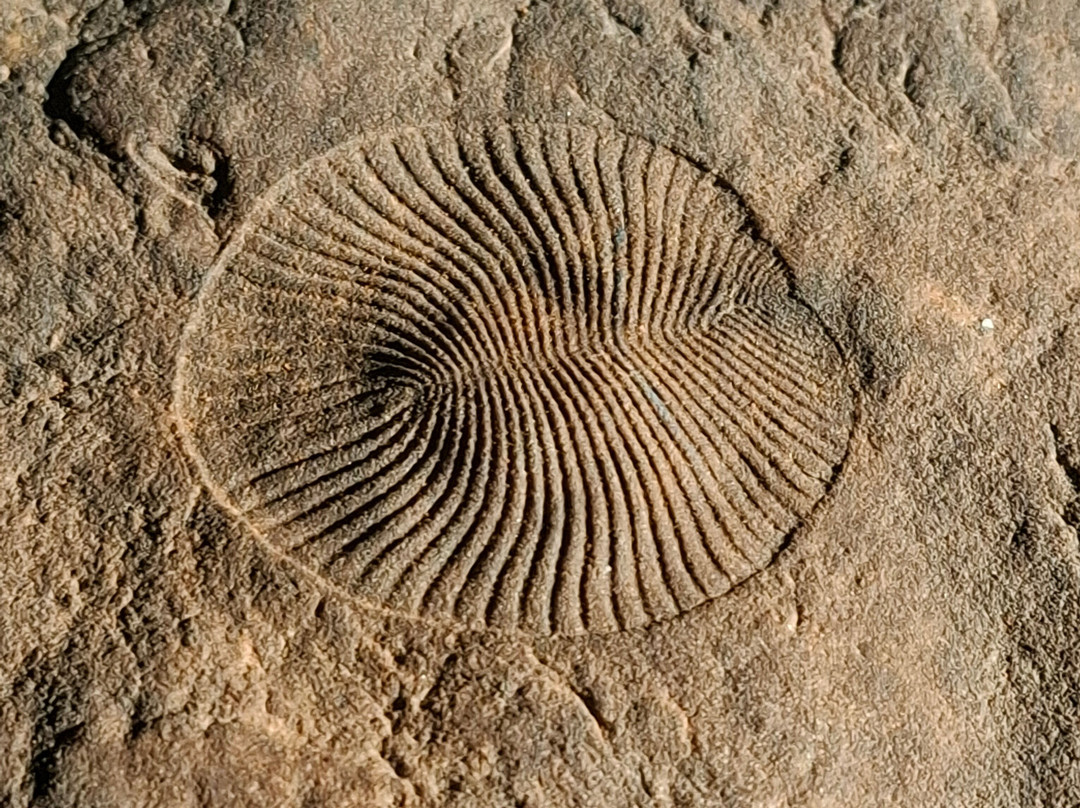 Nilpena Ediacara National Park-null必去景点