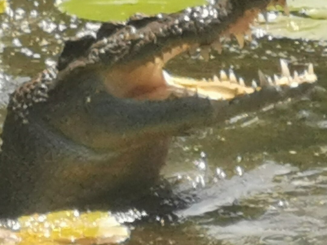 Hartley's Crocodile Adventures-Wangetti必去景点