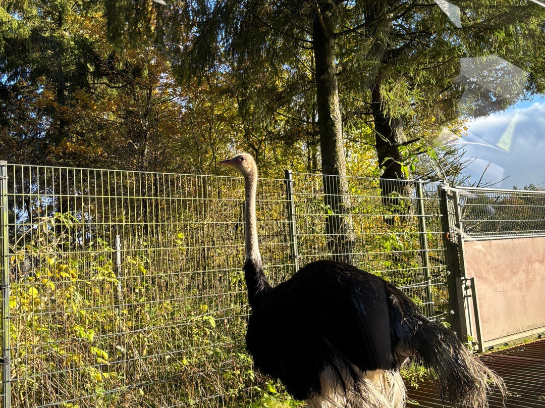 Givskud Zoo - Zootopia-Give必去景点