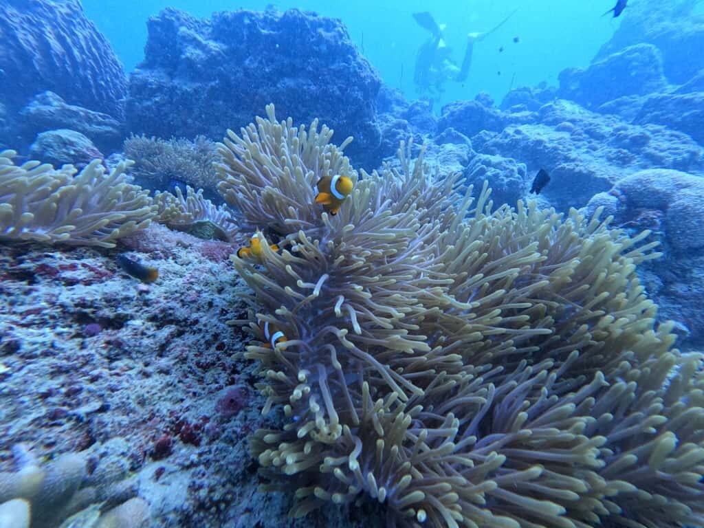 Dive Tribe-Neil Island必去景点