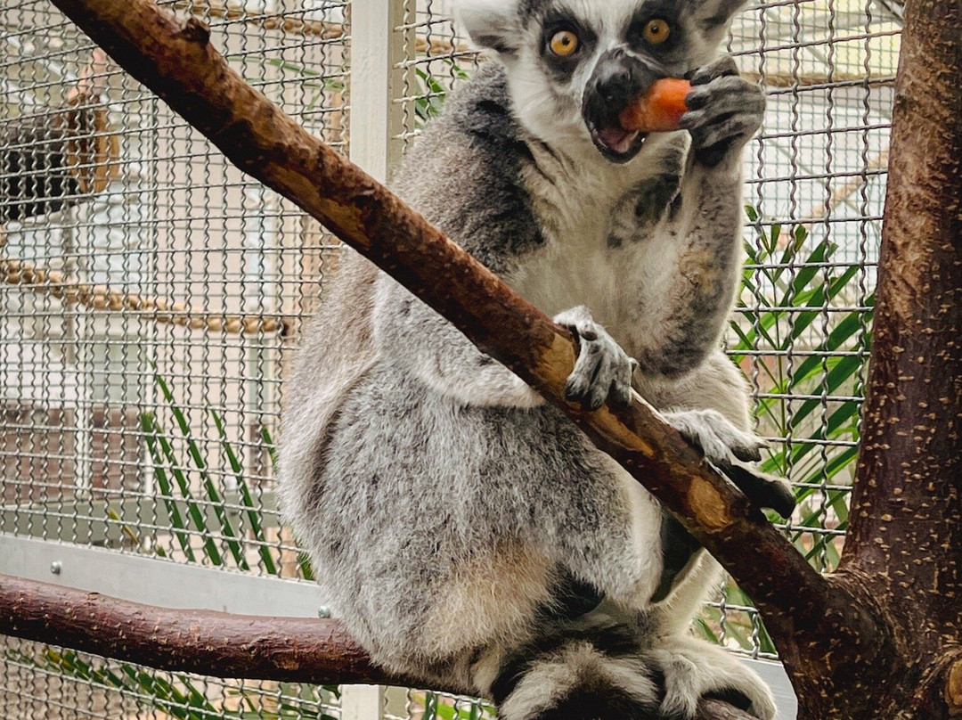 Palmiarnia Walbrzych-Walbrzych必去景点