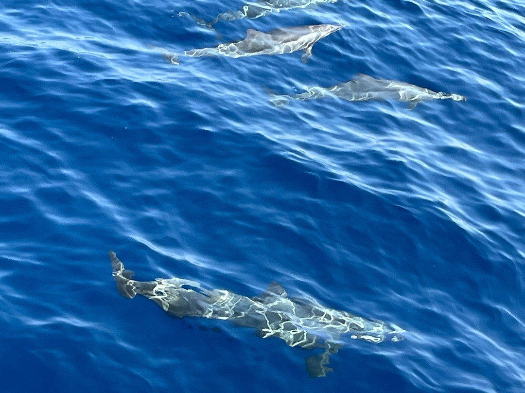 Shams Diving Center-Safaga必去景点