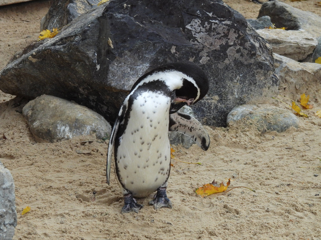 Colchester Zoo-科尔切斯特必去景点