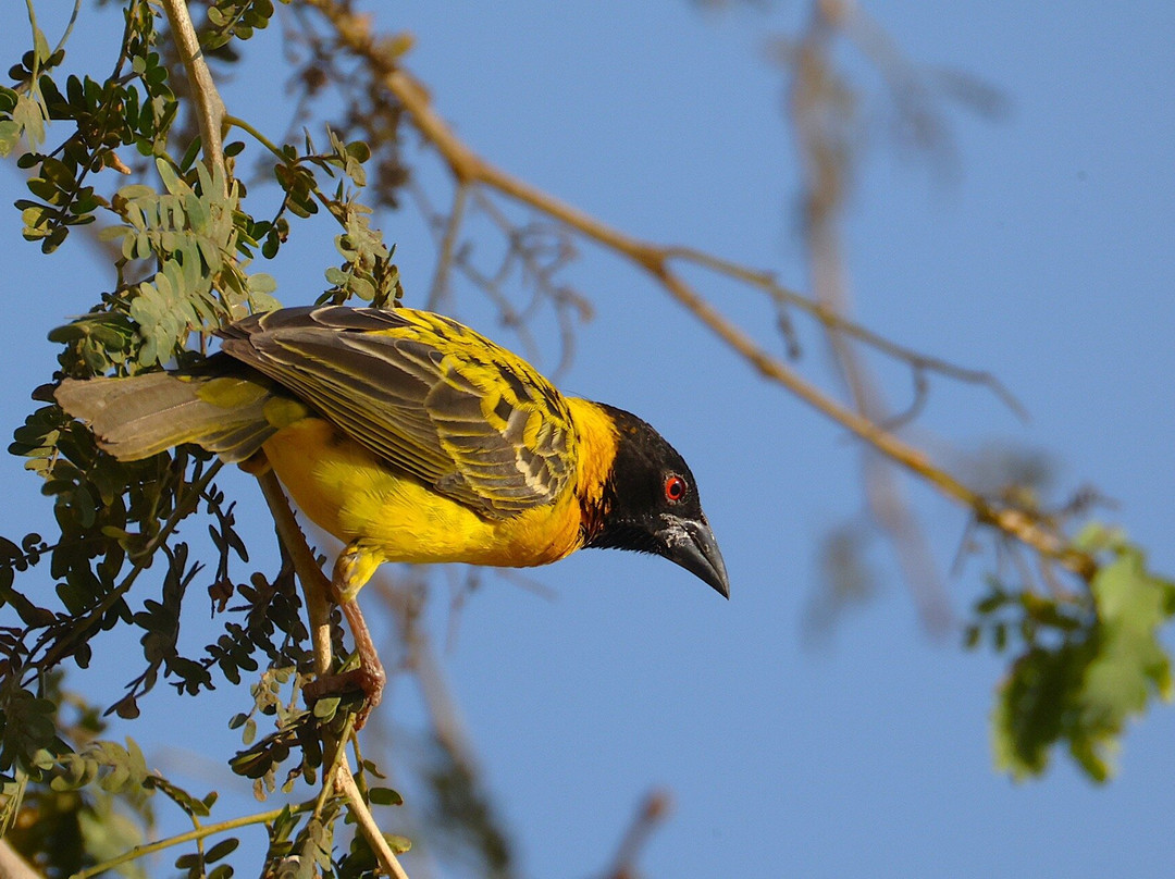 Kumbali Country Lodge主图