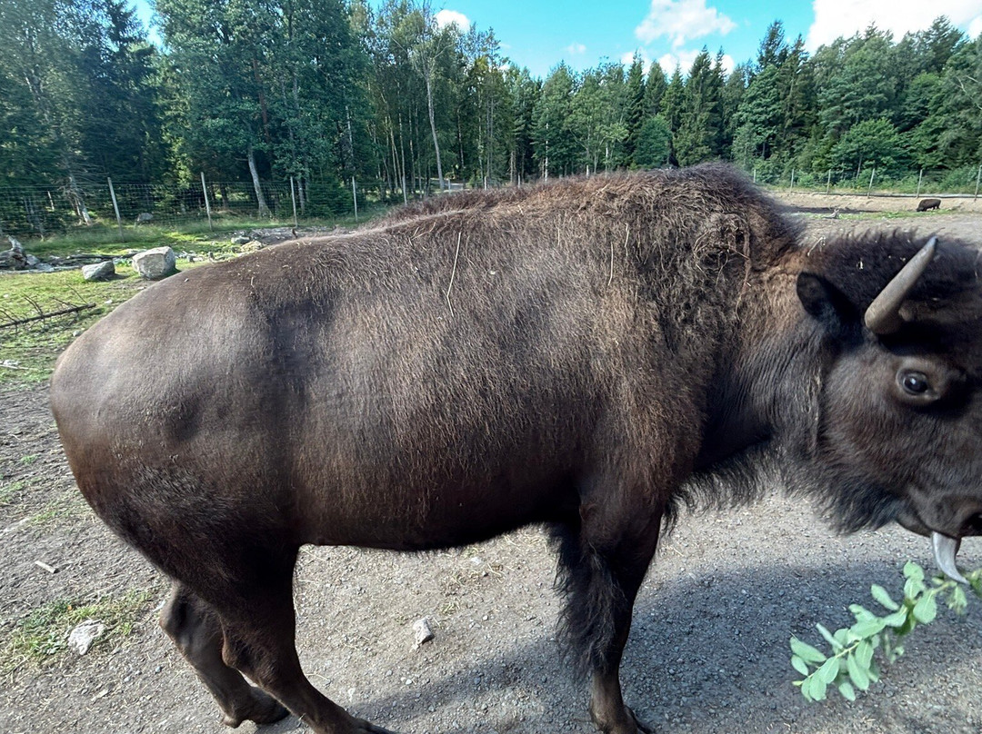 Smålandet Markaryds Älgsafari-Markaryd必去景点