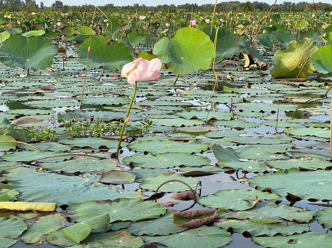 Lotus Farm Siem Reap-暹粒必去景点