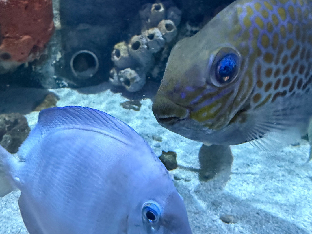 Acuario Michin Guadalajara-瓜达拉哈拉必去景点