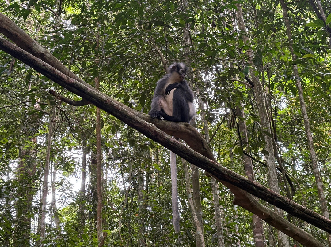 Explore Sumatra Orangutan-武吉拉旺必去景点