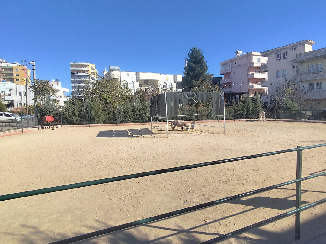 Bahcamatiate Midyat At Ciftligi Ve Mini Hayvanat Bahcesi-Midyat必去景点