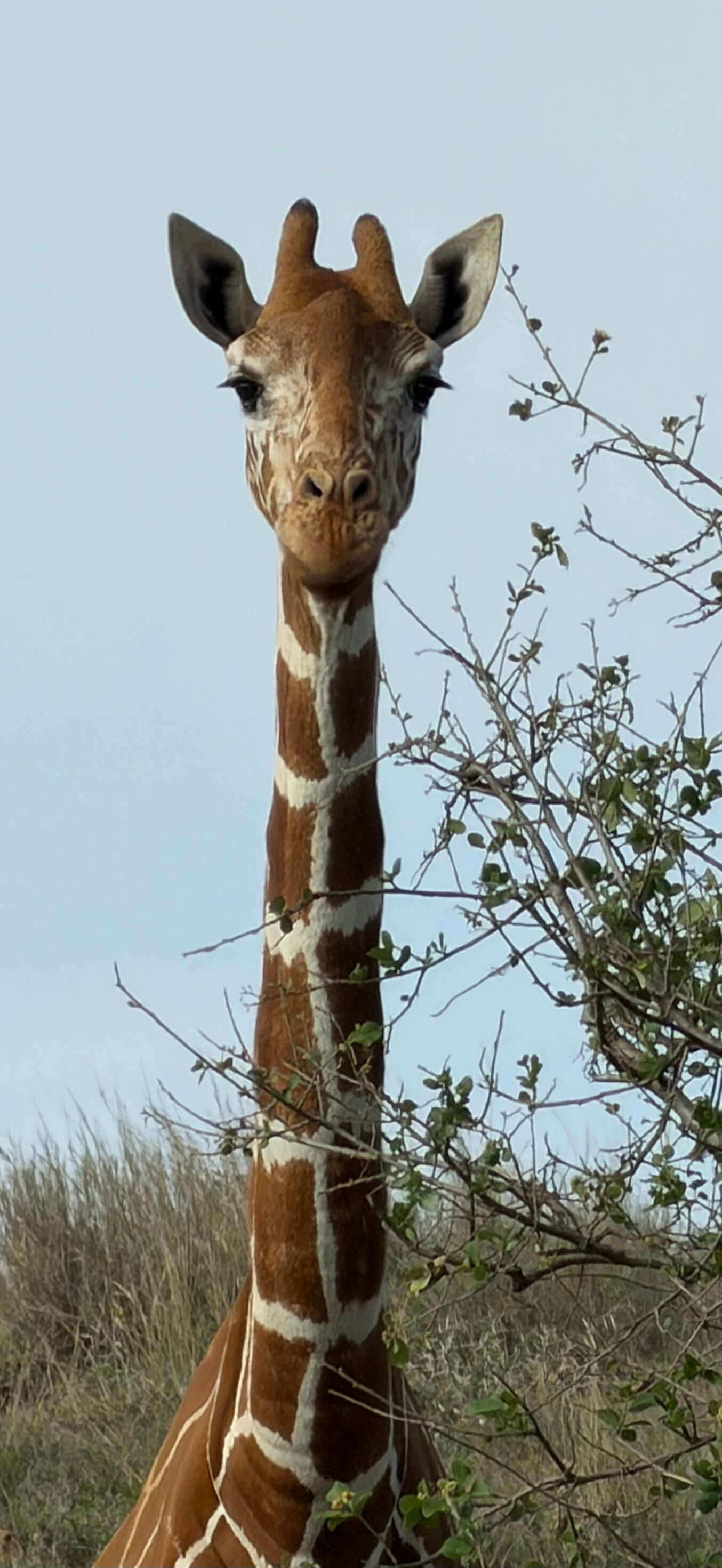 Elewana Lewa Safari Camp-官方