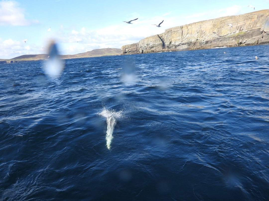 Shetland Seabird Tours - The Noss Boat-Lerwick必去景点