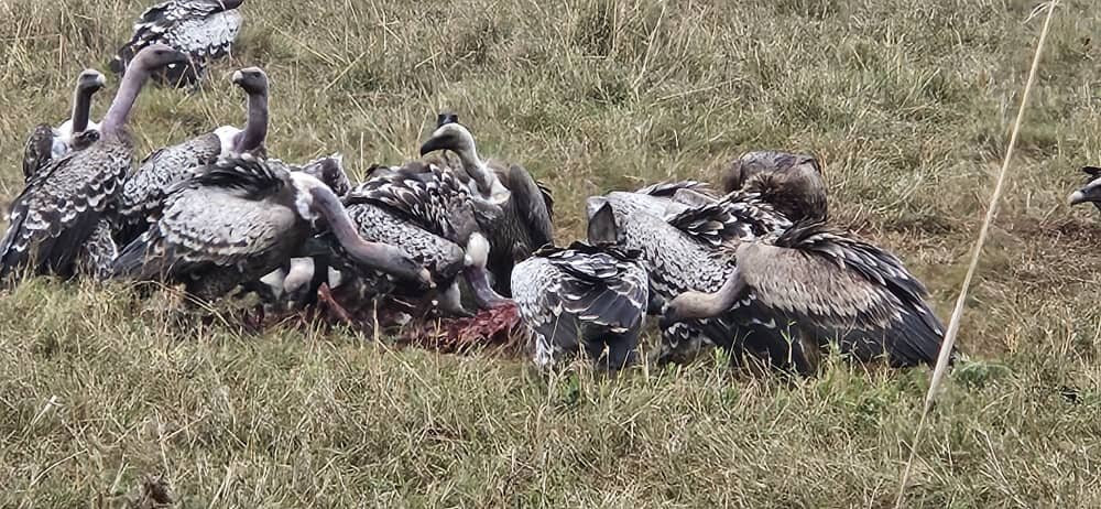 KILI SLOPE TOURS AND SAFARIS LTD-Usa River必去景点