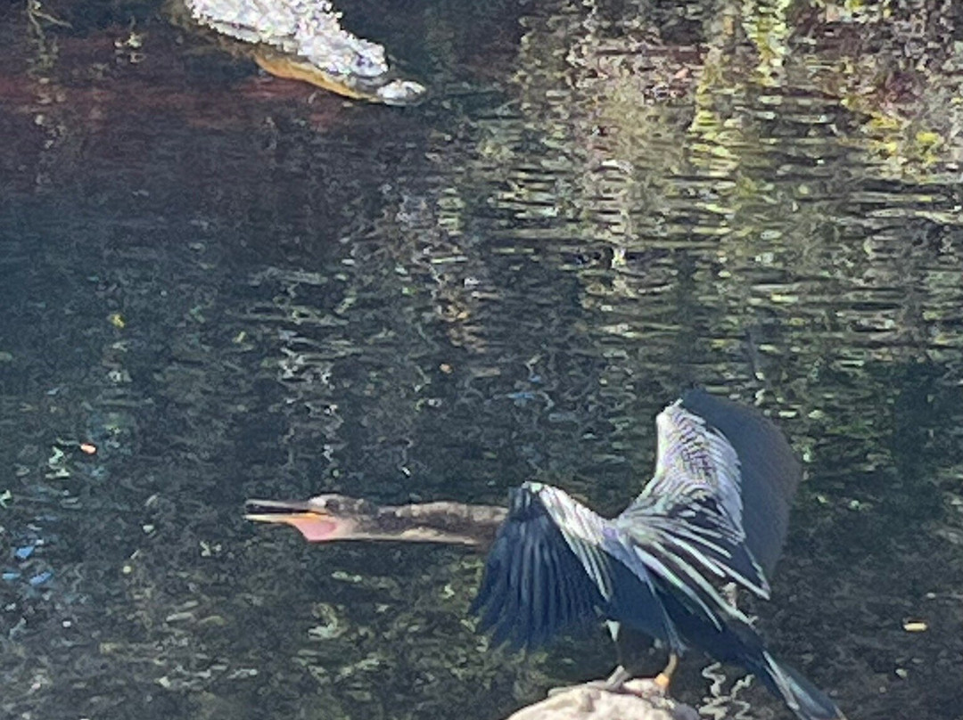 CREW - Bird Rookery Swamp Trails-那不勒斯必去景点