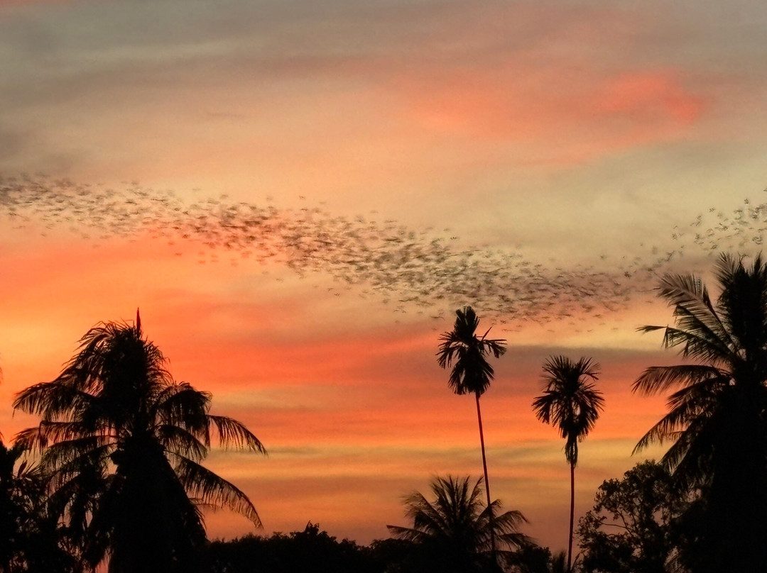 Nayang Bat Cave-七岩必去景点