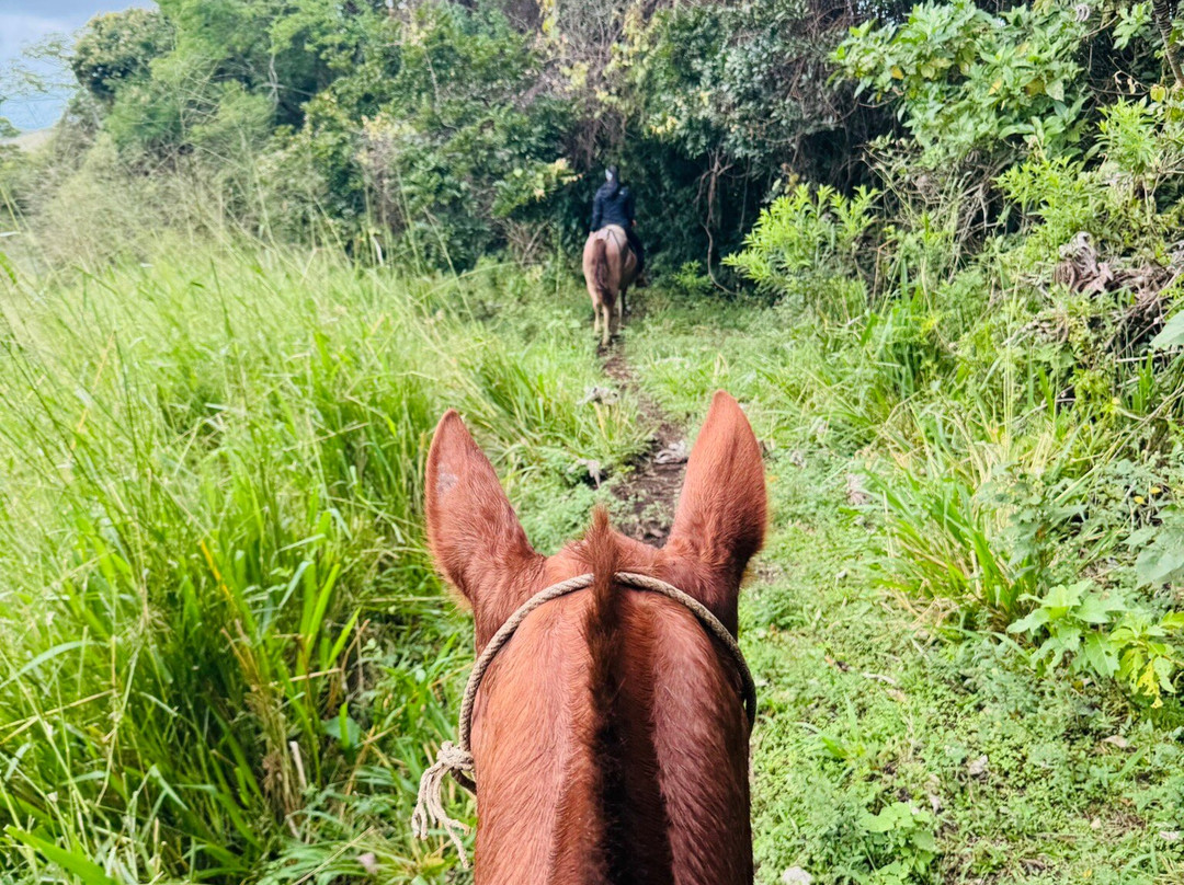 Equus Monteverde-Alto Cebadilla必去景点