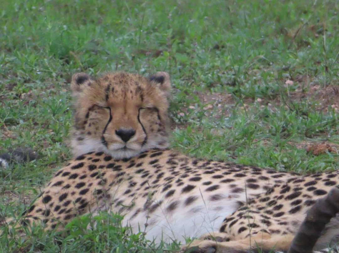 Go Safari-约翰内斯堡必去景点