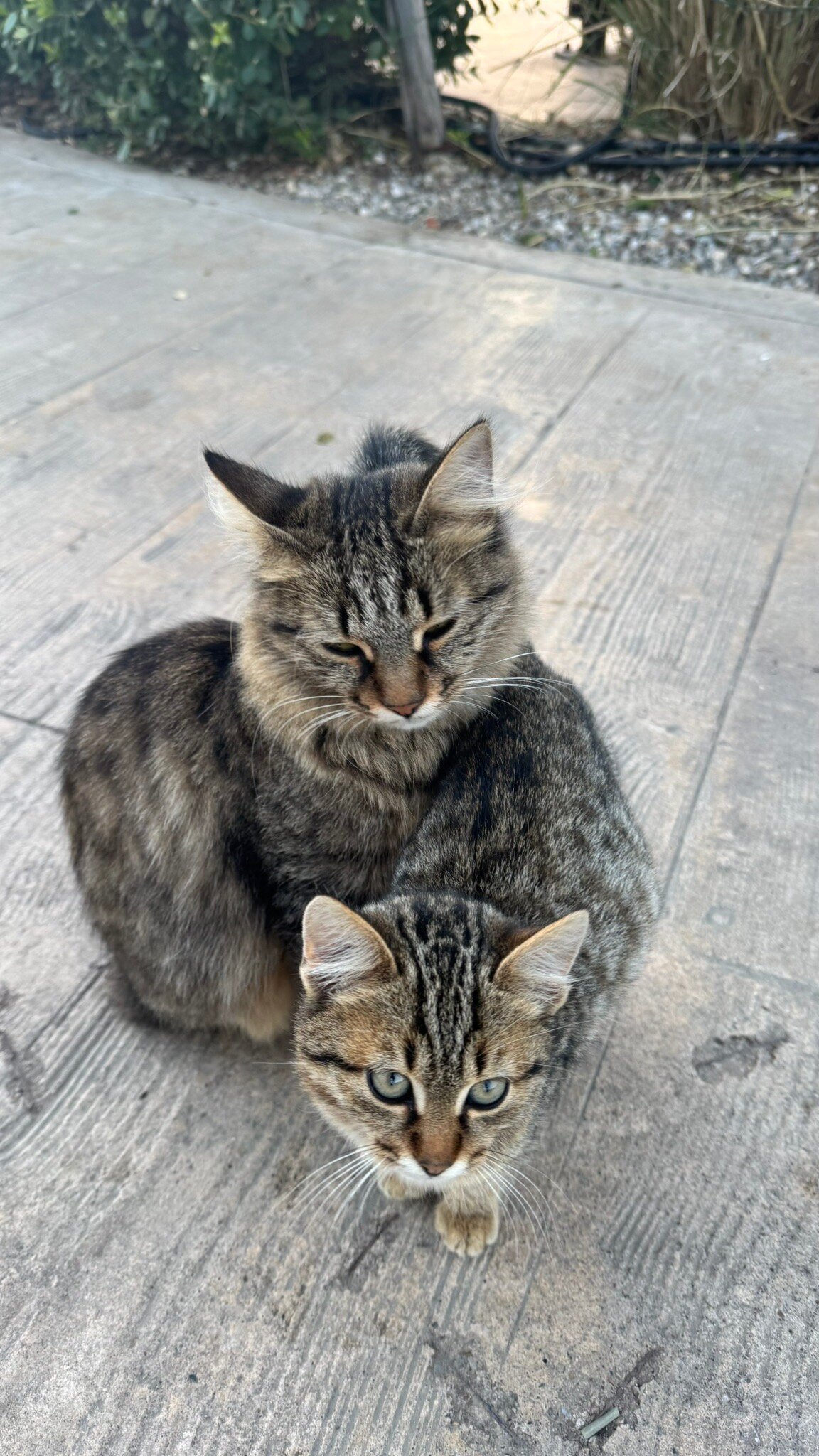 Adalya Elite Lara-官方