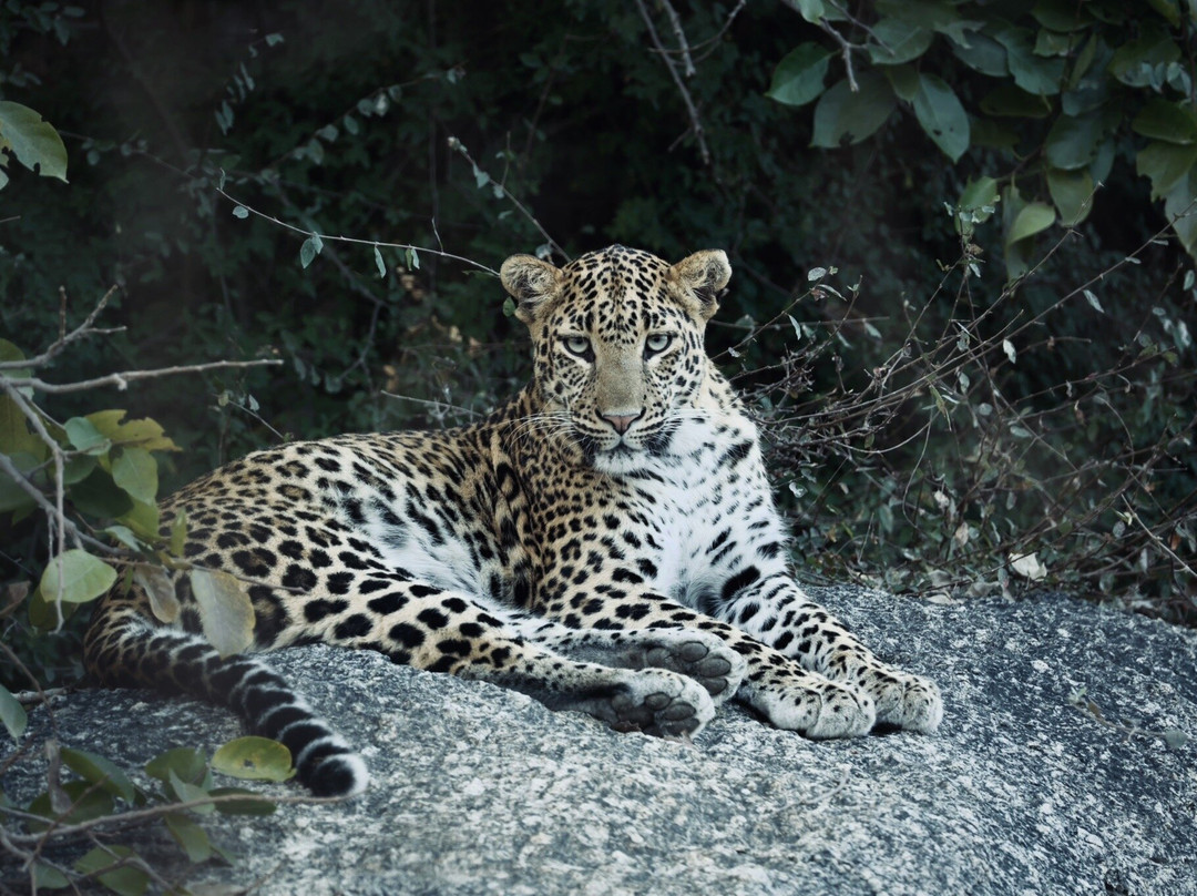 The Wild Cat Eyes-Bera必去景点