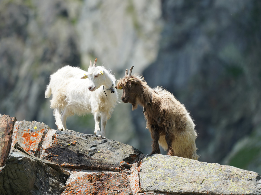 Great St. Bernard Pass-Bourg-Saint-Pierre必去景点