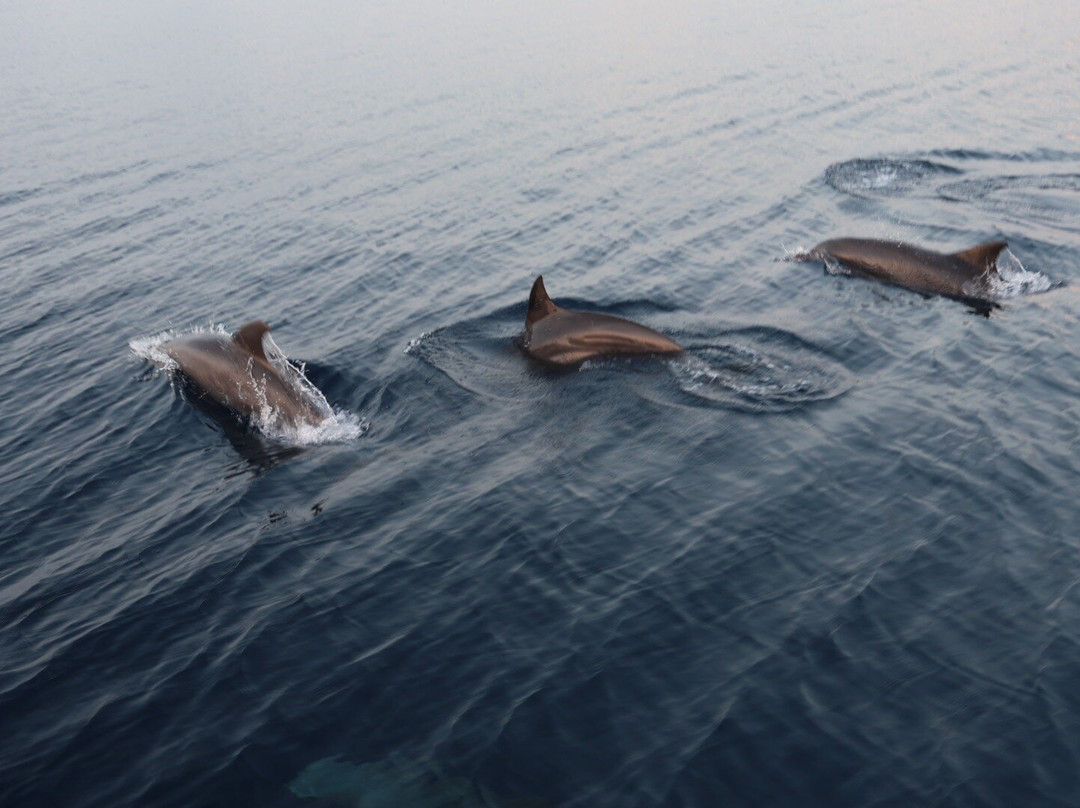 Euro-Divers Meeru-蜜月岛必去景点