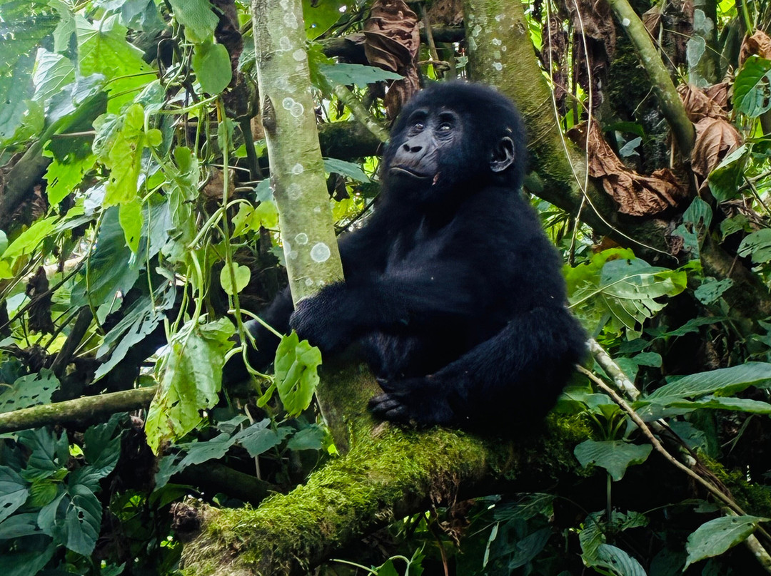 Destination Rwanda-吉佳利必去景点