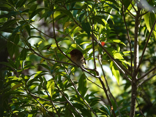 Hawaii Bird Tours-瓦胡岛必去景点