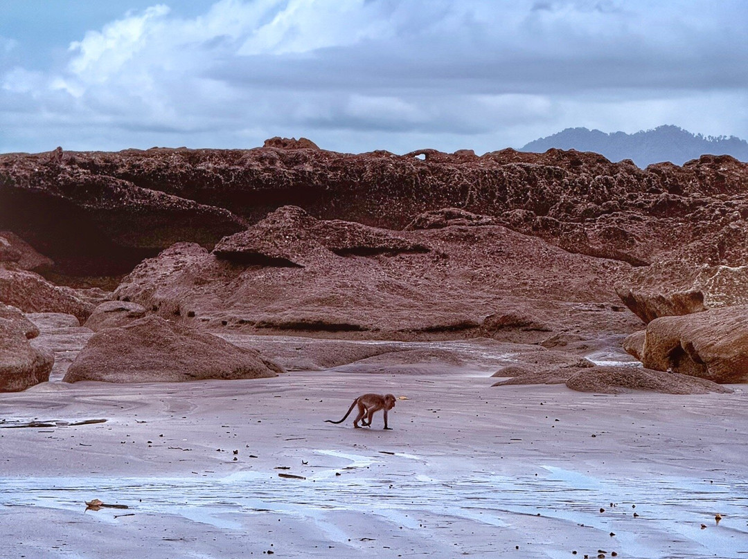 Bako National Park-古晋必去景点
