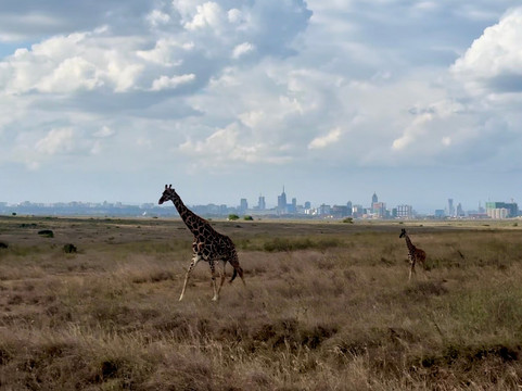 Holaa Safari Kenya-蒙巴萨必去景点