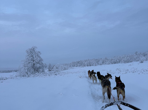 基律纳狗拉雪橇之旅-基律纳必去景点