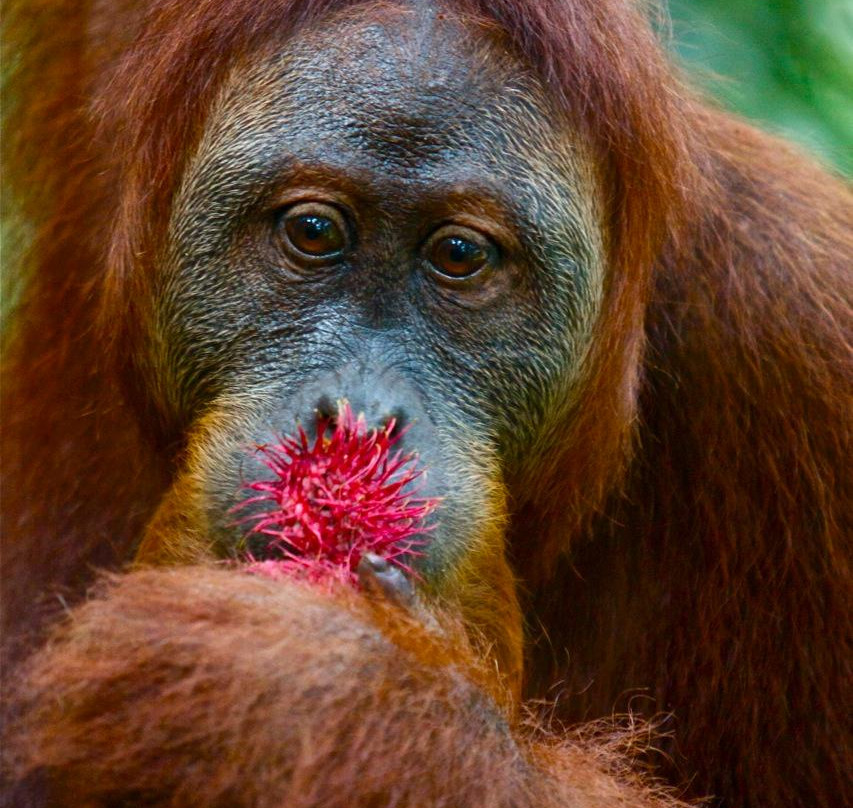 Bukit Lawang Jungle Trekking-武吉拉旺必去景点