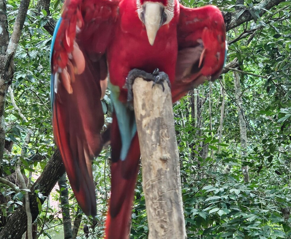 Akumal Monkey Sanctuary & Rescued Animals-艾库玛尔必去景点