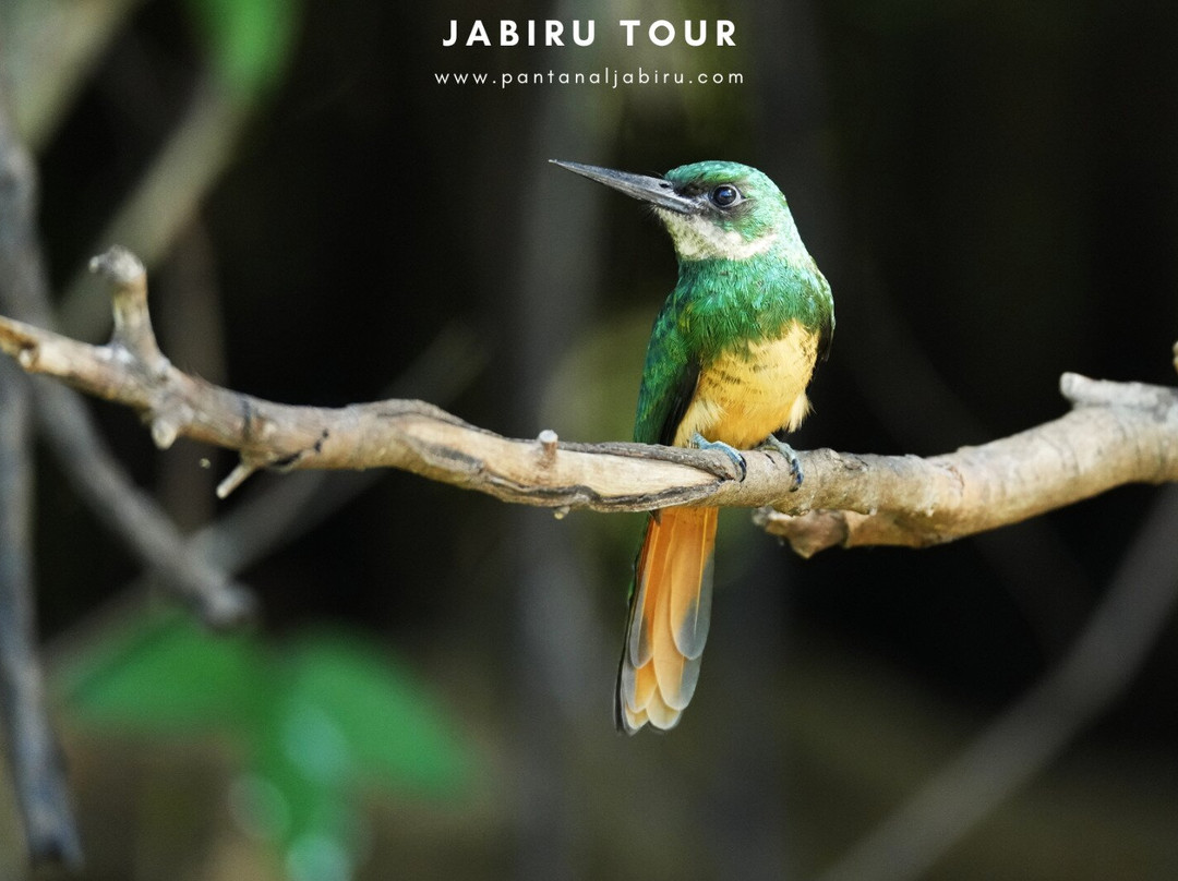 Jabiru Tour-Cuiaba必去景点