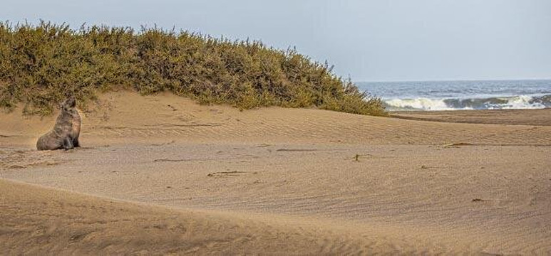 Desert Scorpion Adventure Tours-华维斯湾必去景点