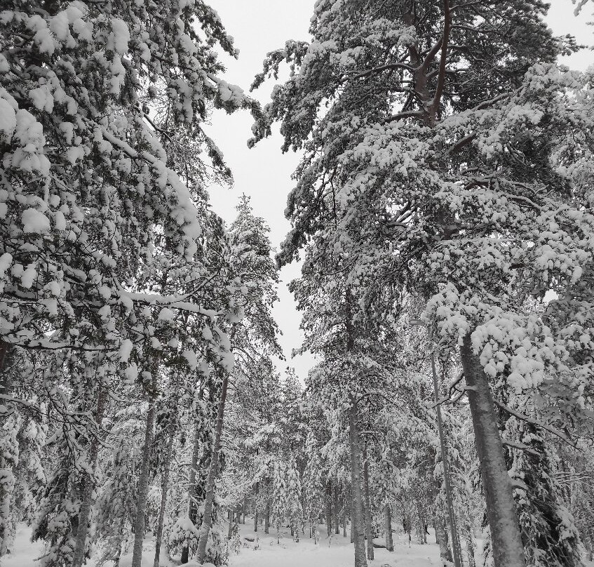 Ounasvaara Winter Trail-罗瓦涅米必去景点